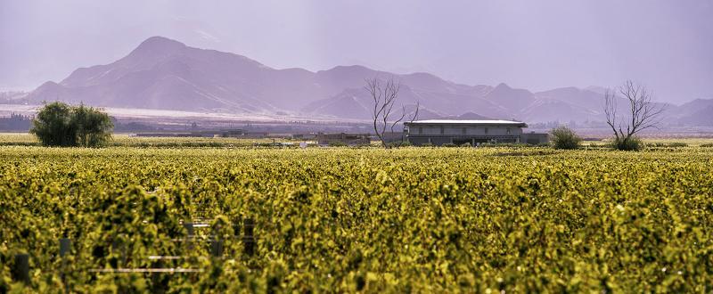 The Vines Resort & Spa Los Sauces  Dış mekan fotoğraf